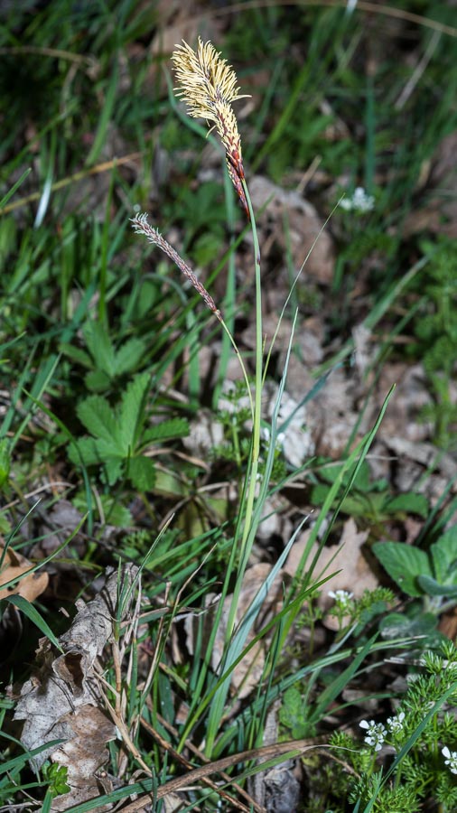 Carex flacca / Carice glauca